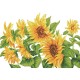 Hazy Daze Sunflowers